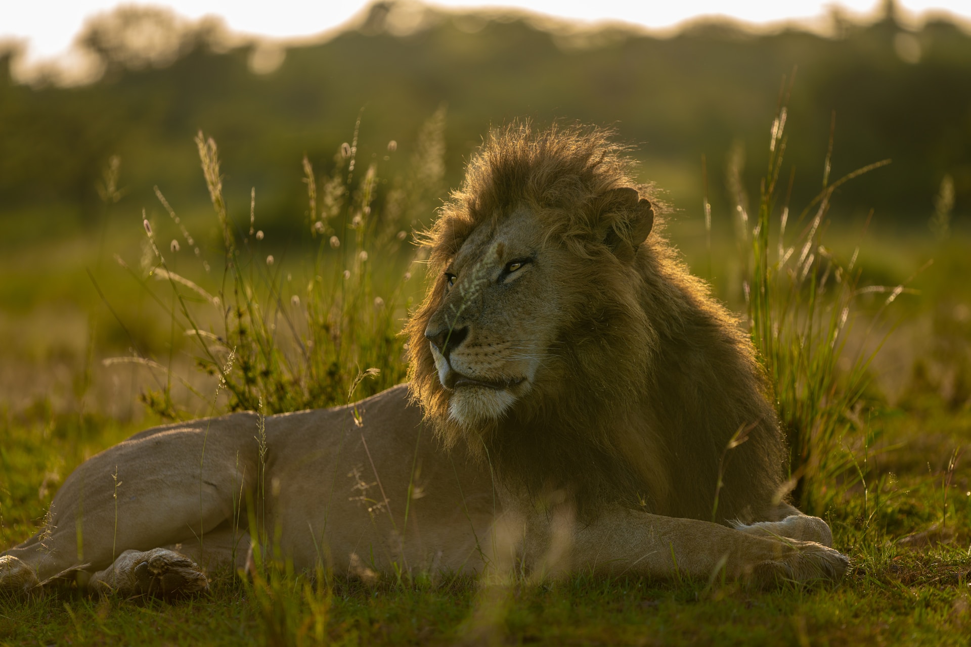 14 Days Uganda Safari Rhino Gorillas Chimps & wildlife Safari - Gorilla Bookings