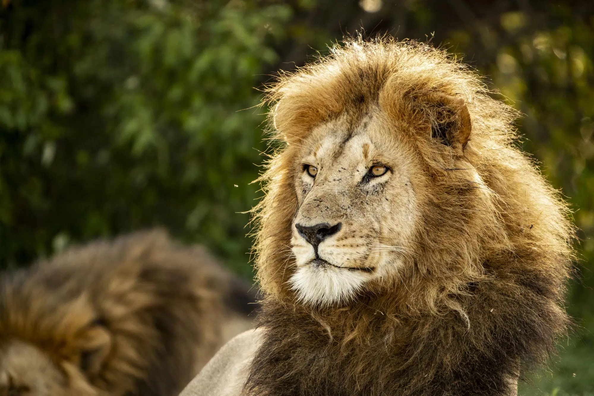 3 Day Kenya Safari Masai Mara Package - Gorilla Bookings