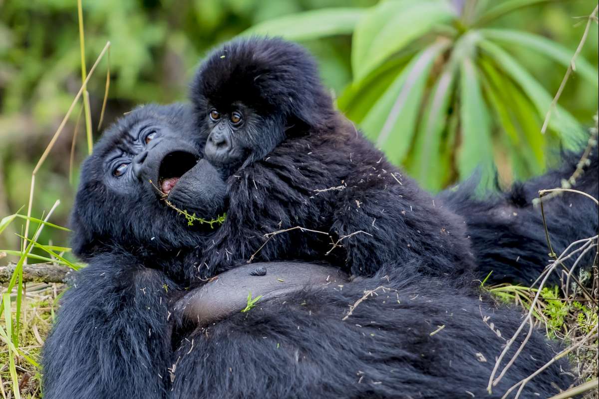 3 Days Gorilla Trekking Safari in Rwanda Adventure - Gorilla Bookings