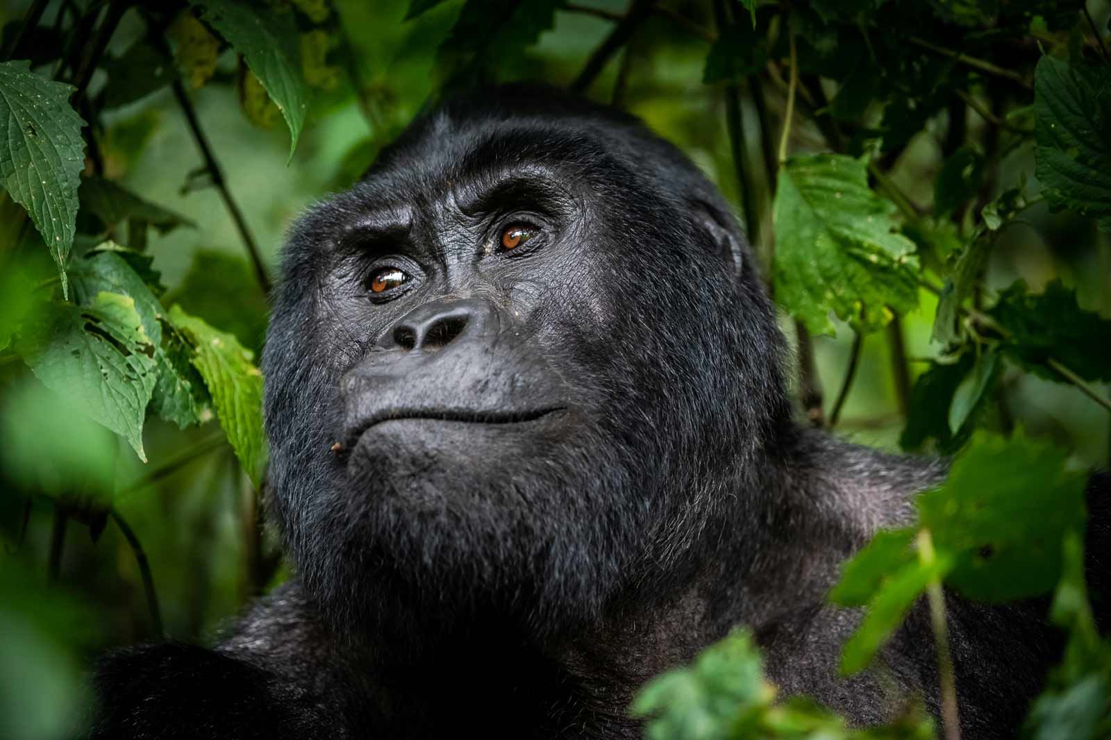 3 Days Uganda Gorilla Trekking in Bwindi - Gorilla Bookings