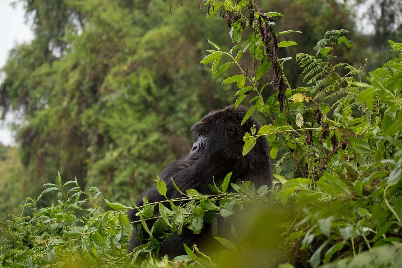 4 Days Double Rwanda Gorilla Trekking Safari Adventure - Gorilla Bookings