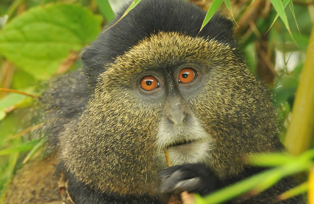 4 Days Gorillas and Golden Monkey Trekking - Gorilla Bookings