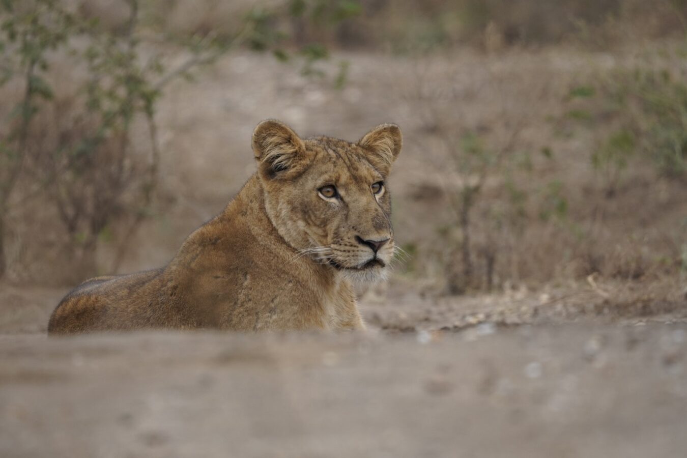 4 Days Kenya Safari Lake Nakuru Masai Mara Holiday – Gorilla Bookings