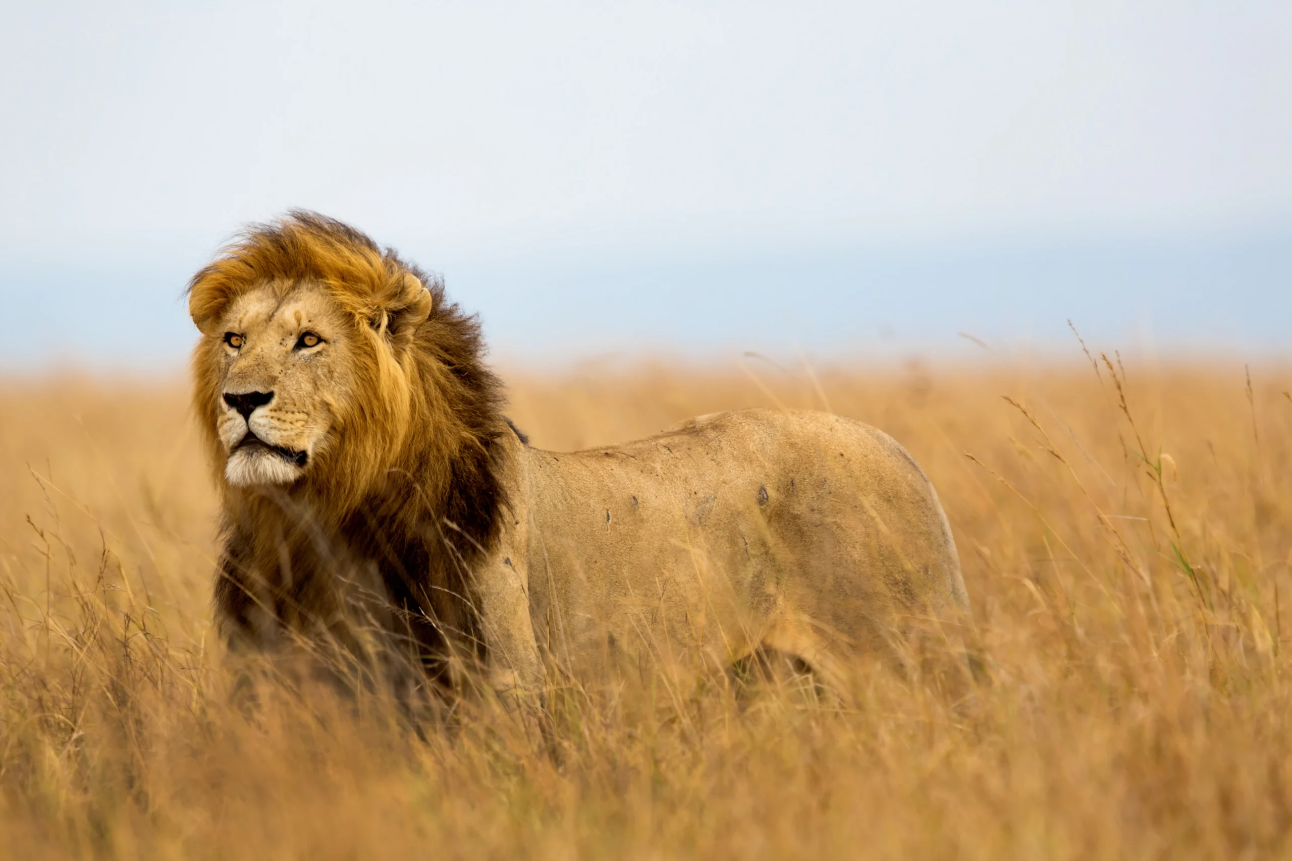 4 Days Serengeti & Ngorongoro Crater Safari Holiday Adventure - Gorilla Bookings