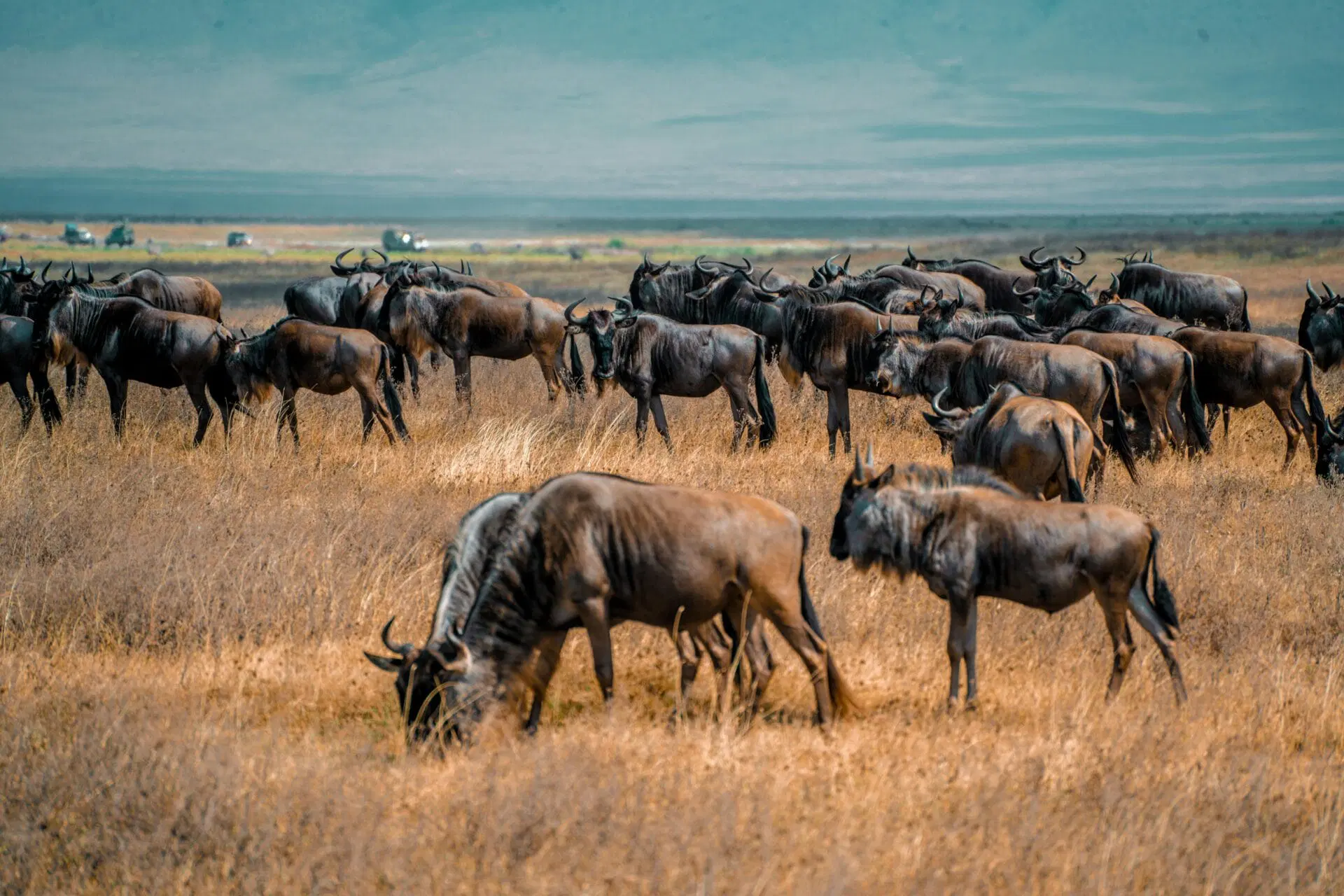 5 Days Safari Trip to Tanzania Serengeti & Ngorongoro - Gorilla Bookings