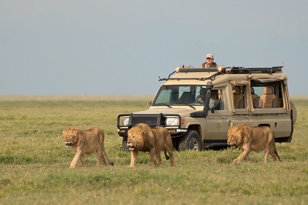 6 Day Kenya Tanzania Safari Masai Mara & Serengeti Ngorongoro - Gorilla Bookings