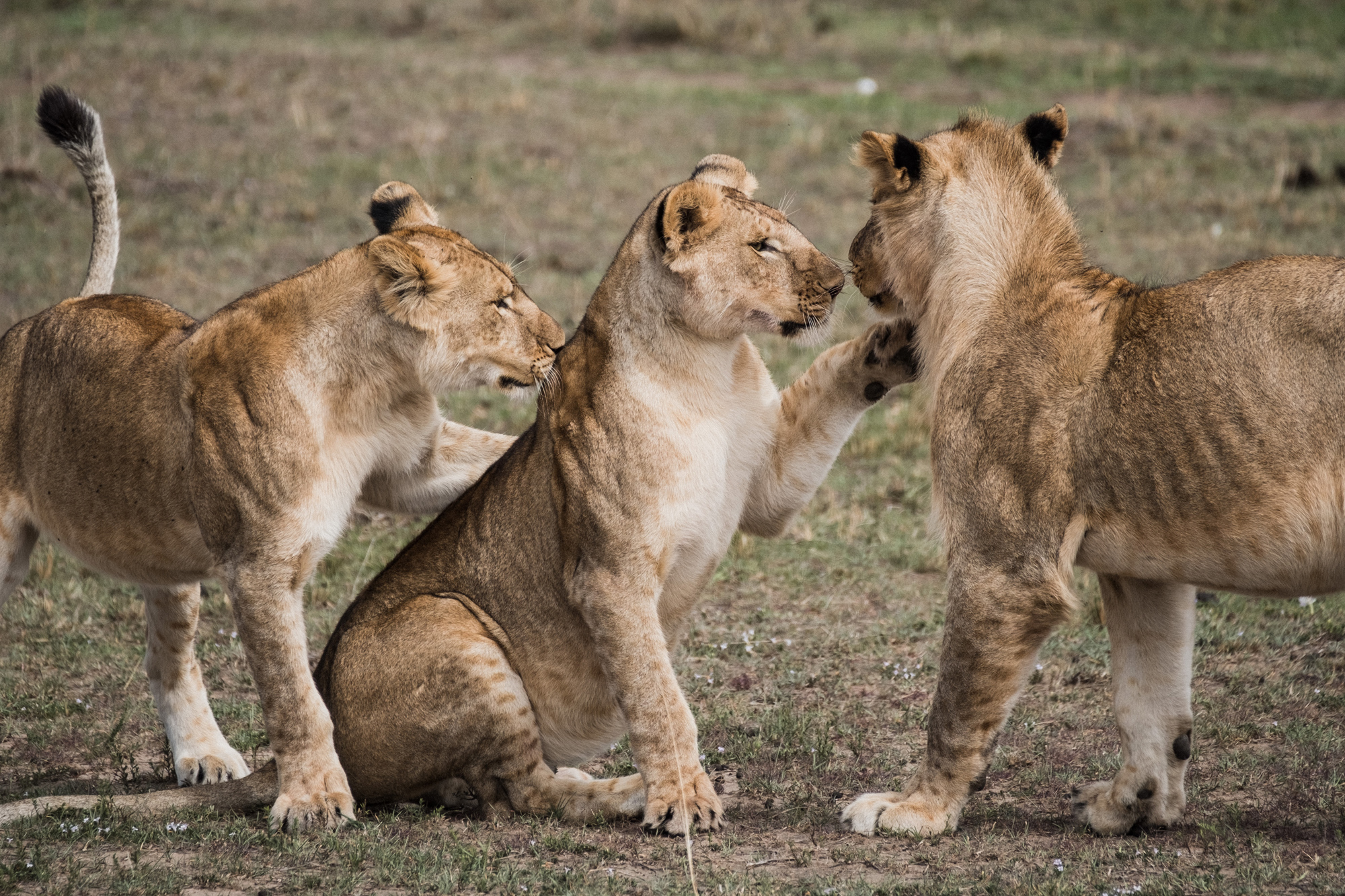 6 Days Amboseli Nakuru Masai Mara Safari Package - Gorilla Bookings