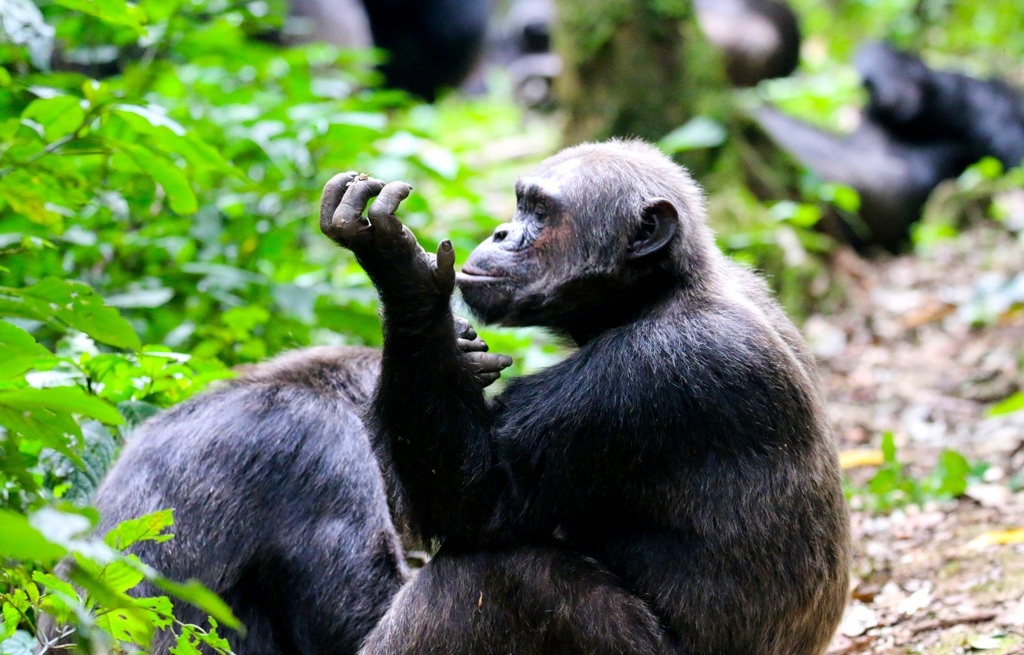 chimpanzees-in-uganda