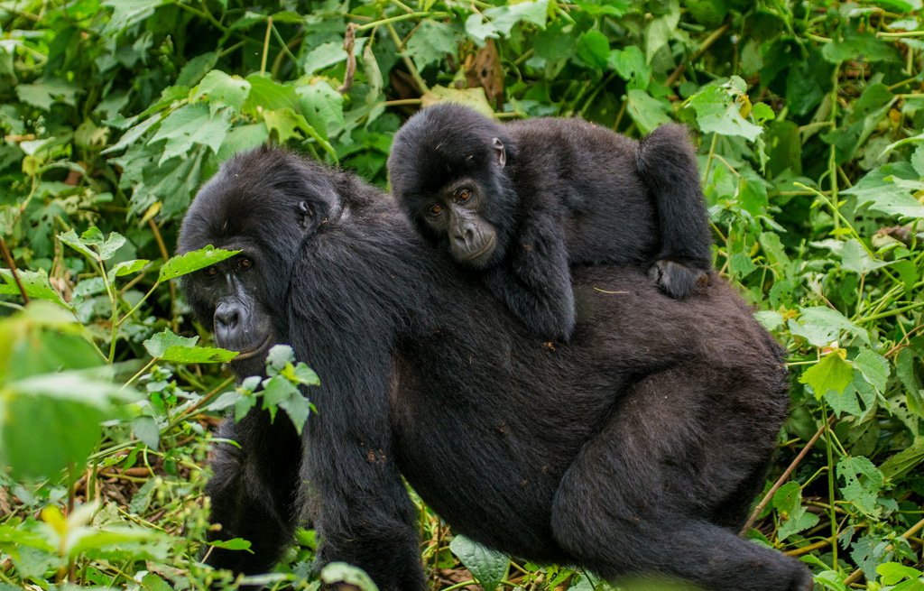 gorillas-in-uganda